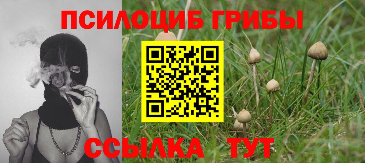 Псилоцибиновые грибы Psilocybe  Дивногорск 